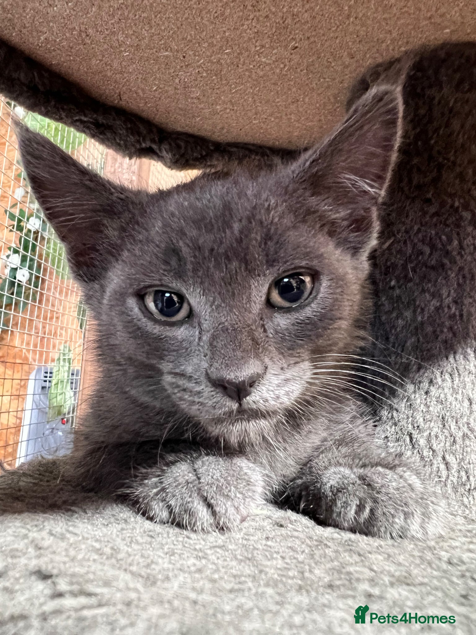 Mixed Breed cats Mix Cats - Advert 16