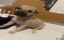 Greyhound dogs for sale: Saluki bull greyhounds - Image 1
