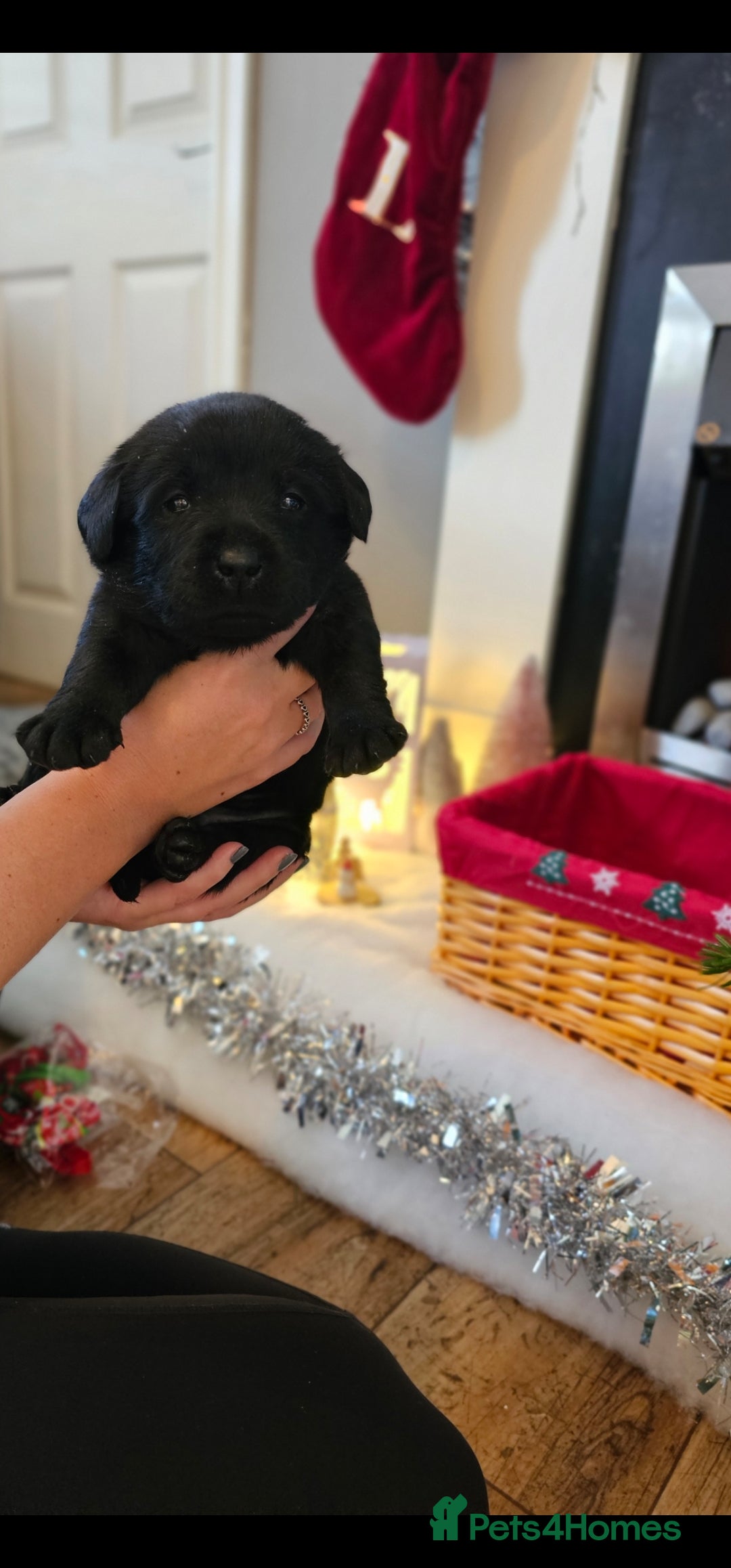 Labrador Retriever dogs for sale: Beautiful KC Show Line Labrador Puppys  - Advert 5