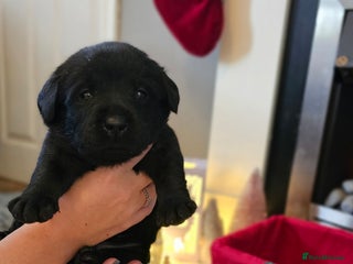 Labrador Retriever dogs Beautiful KC Show Line Labrador Puppys - Advert 3