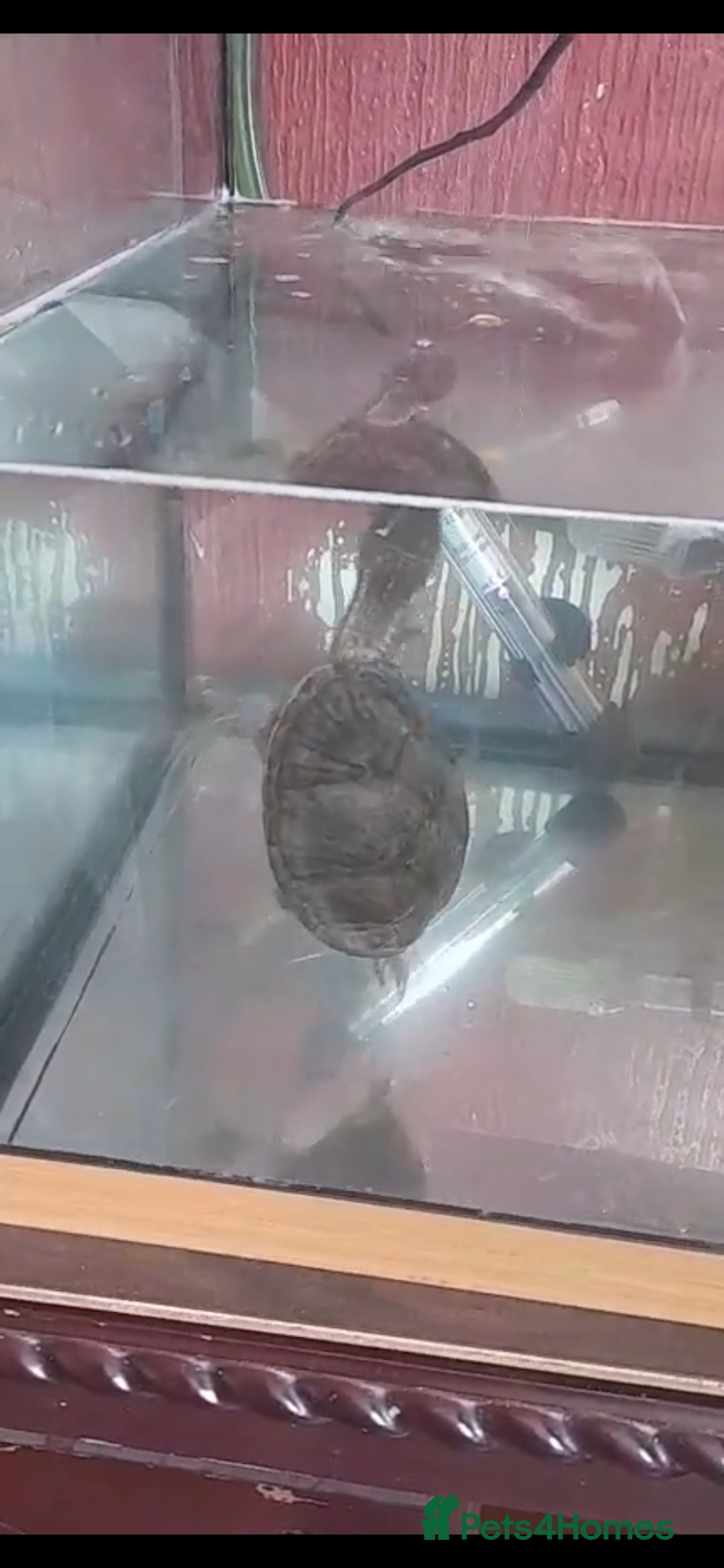 Turtle reptiles Musk turtle - Advert 3