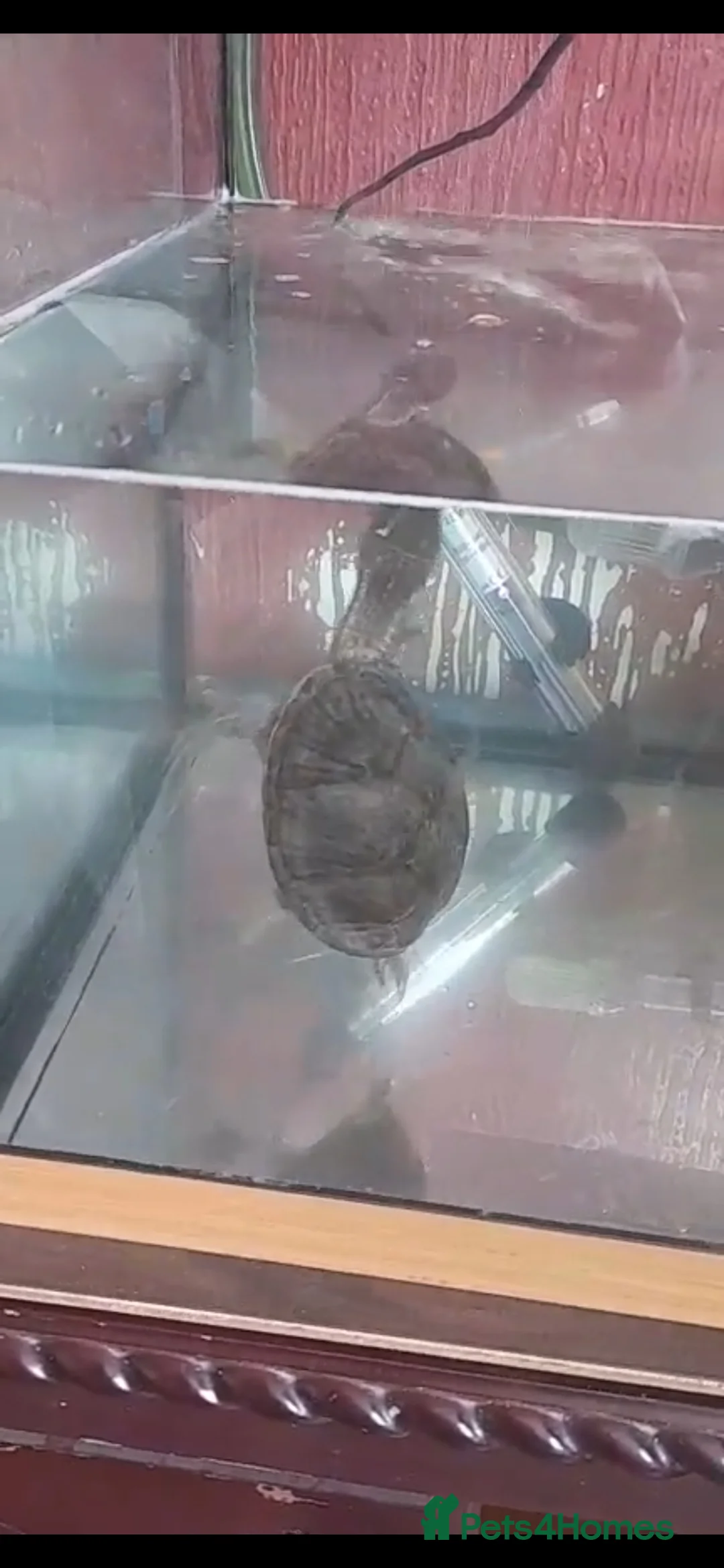 Turtle reptiles for sale: Musk turtle - Advert 1