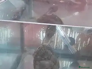 Turtle reptiles Musk turtle - Advert 3