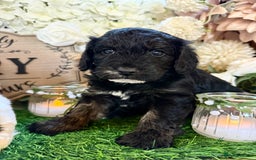 Cockapoo dogs for sale: Gorgeous Cockapoo puppies - Advert 5