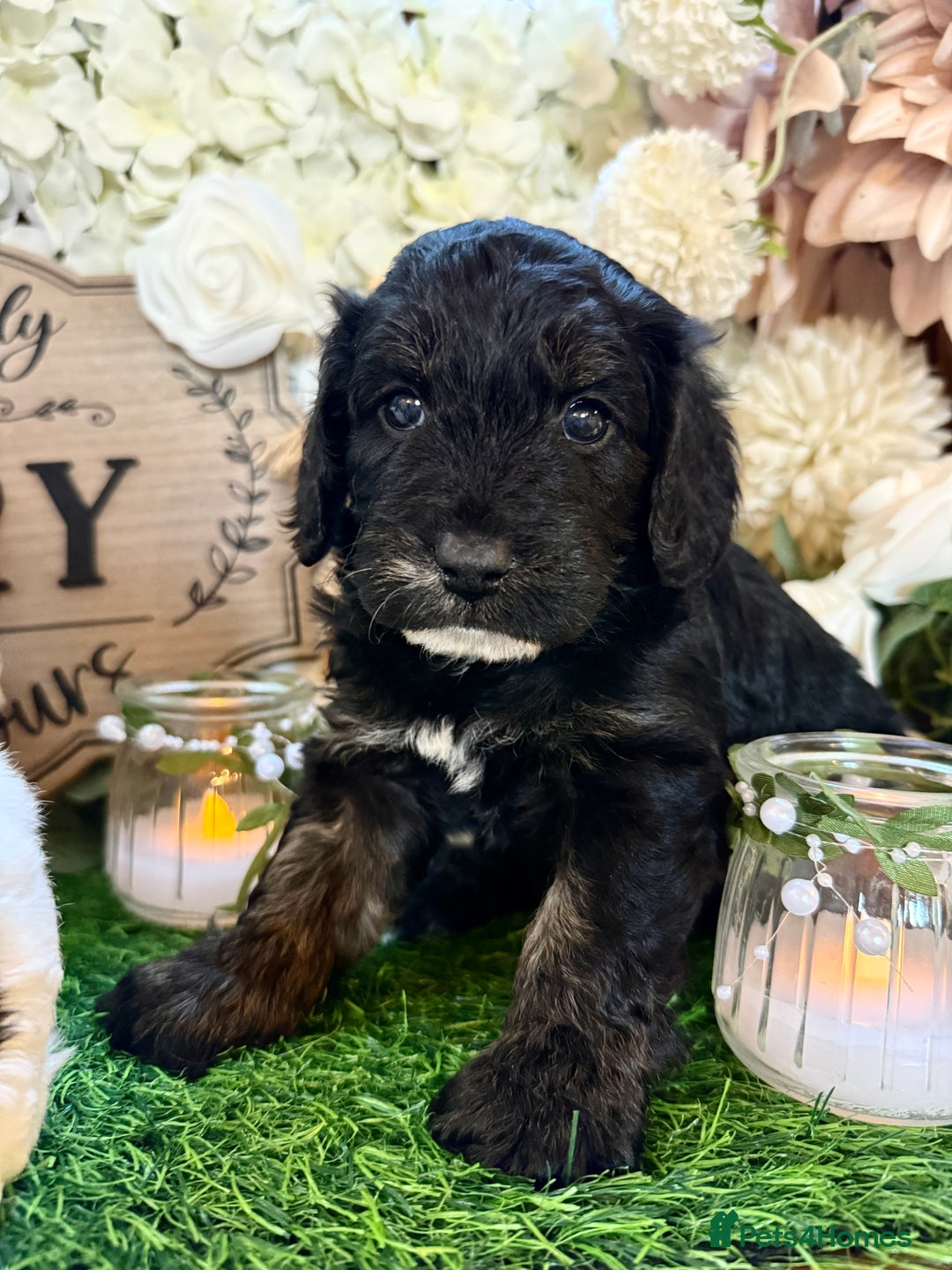 Cockapoo dogs for sale: Gorgeous Cockapoo puppies - Advert 5
