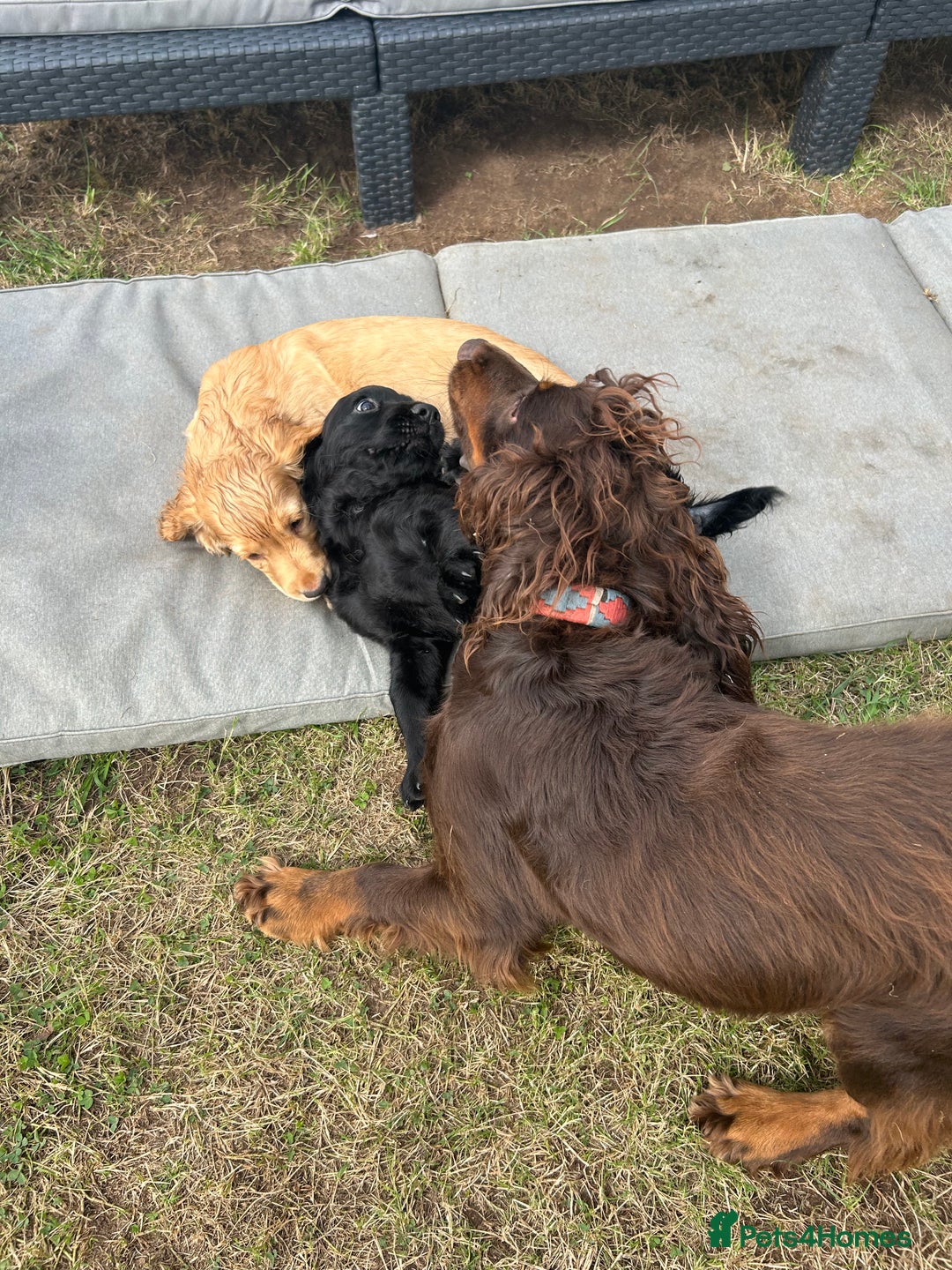 Cocker Spaniel dogs for sale: Male working cocker spaniel puppy kc reg - Image 18