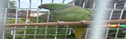 Ringnecks birds for sale: Male Indian Ringneck Parrot For Sale  in Birmingham - Advert 4