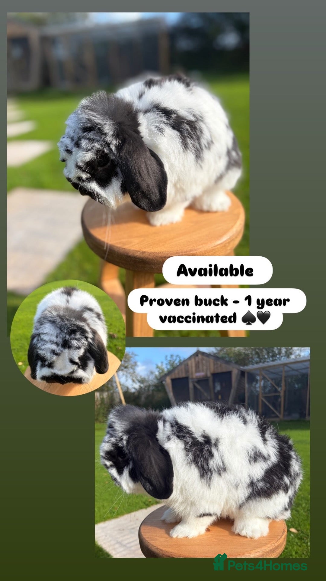 Mini Lop rabbits Adult Buck & Doe  - Advert 15