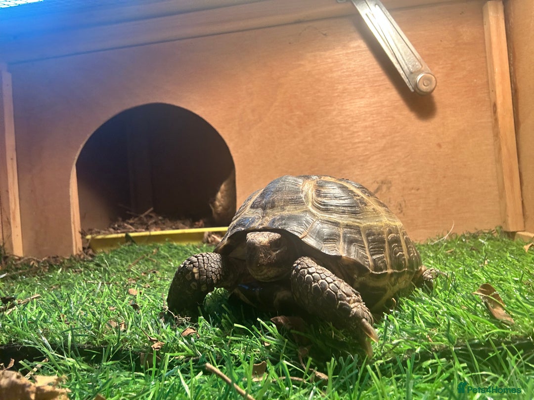 Tortoise reptiles for sale: Horsefield Tortoise  - Image 1