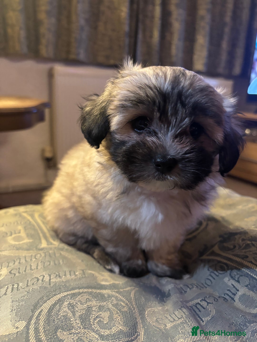 Maltipoo dogs for sale: Maltipoo - Advert 16