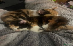 Maine Coon cats for sale: Kittens for sale  - Image 13