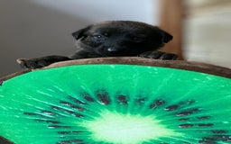 Mixed Breed dogs for sale: German shepherd x Lurcher puppies  - Image 10