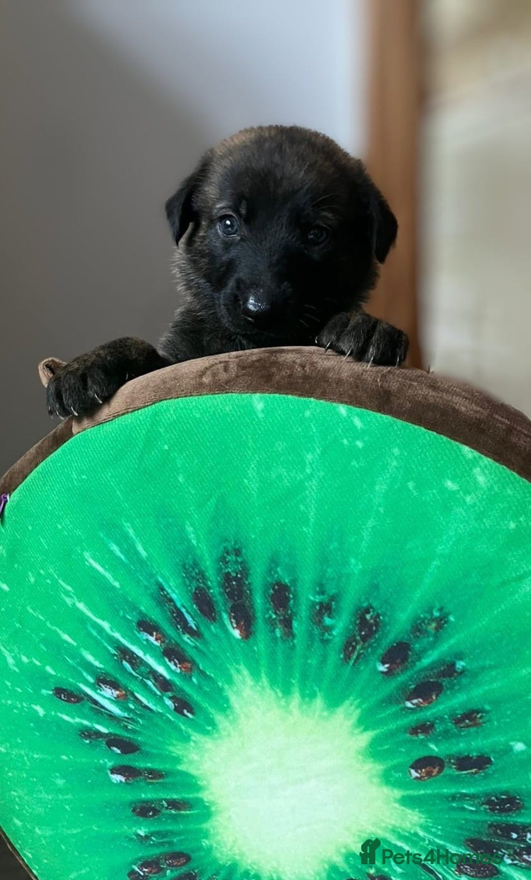 Mixed Breed dogs for sale: German shepherd x Lurcher puppies  - Image 10