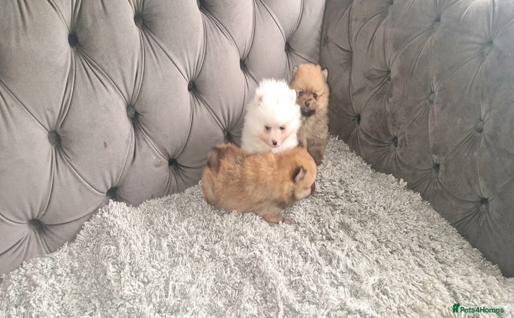 Pomeranian dogs - Advert 2