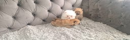 Pomeranian dogs for sale: Pomeranian Puppies  - Advert 12