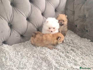 Pomeranian dogs Pomeranian Puppies - Advert 7