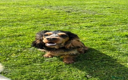 Cocker Spaniel dogs for sale: Lovable Show Cocker Spaniel Puppies 🐾💕 - Image 8