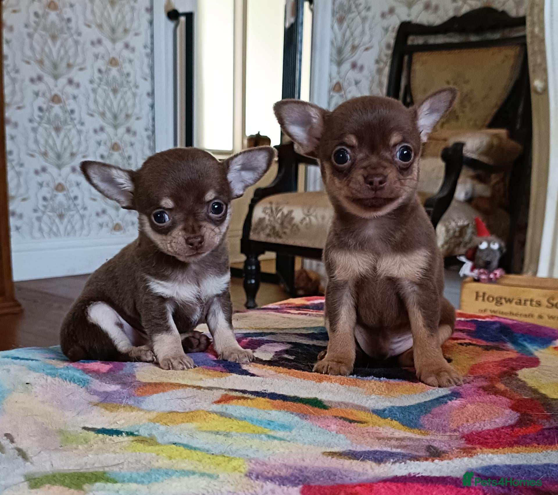 Chihuahua dogs Exquisite Tiny Chihuahua puppies.  - Advert 4