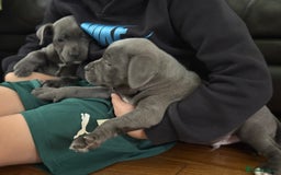 Staffordshire Bull Terrier dogs for sale: Ready for Their Forever Homes Now - Image 19
