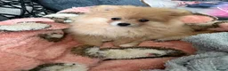 Pomeranian dogs for sale: Looking to re-home Pomeranian  in Milton Keynes - Advert 4