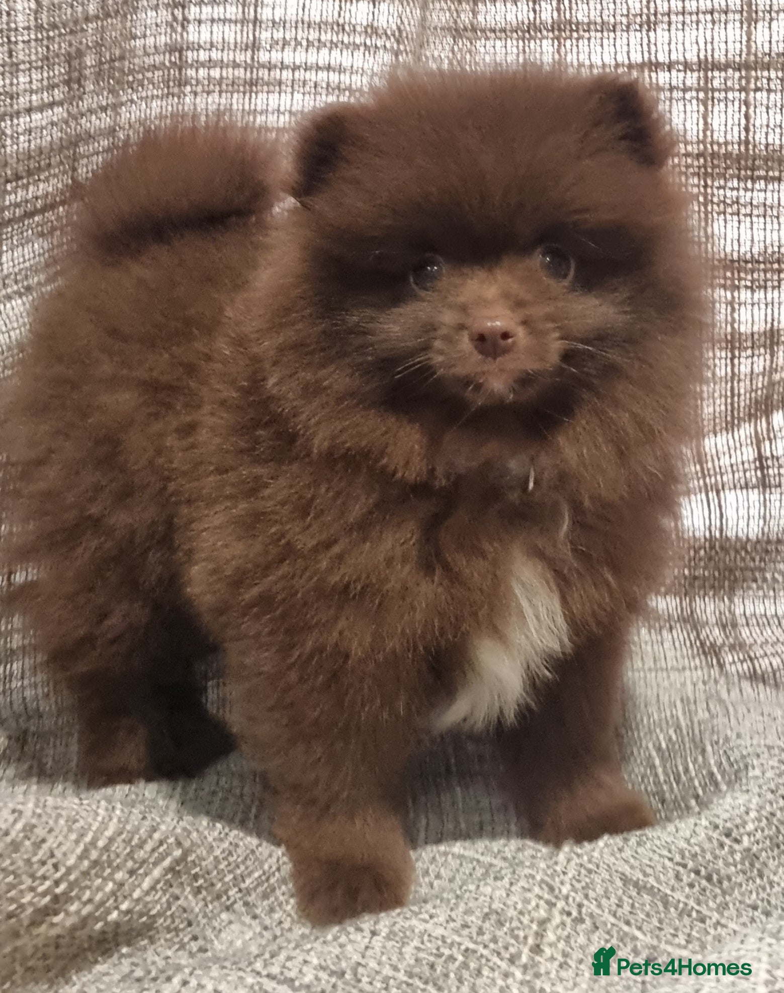 Pomeranian dogs 🐾🌟 Beautiful Pomeranian Puppies - Ready Now🌟🐾 - Advert 1