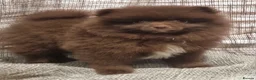 Pomeranian dogs for sale: 🐾🌟 Beautiful Pomeranian Puppies - Ready Now🌟🐾 - Advert 1