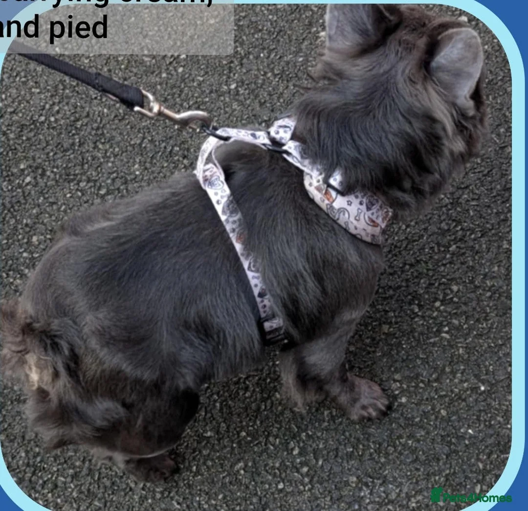 French Bulldog dogs for sale: Out standing french bulldogs merles carry fluffy - Advert 8