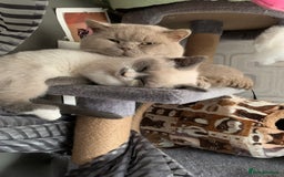 Persian cats for sale: Our cute adorable bundles of joy Persian kittens - Image 16