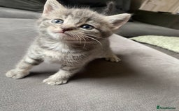 Mixed Breed cats for sale: Stunning kittens  - Image 6