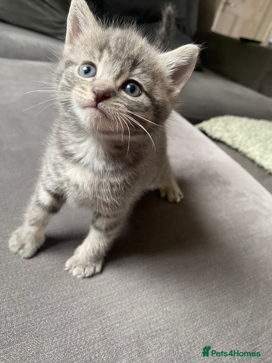 Mixed Breed cats for sale: Stunning kittens  - Image 6