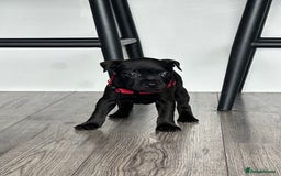 Staffordshire Bull Terrier dogs for sale: 🔥 Stunning Staffordshire Bull Terriers 🔥 - Image 24