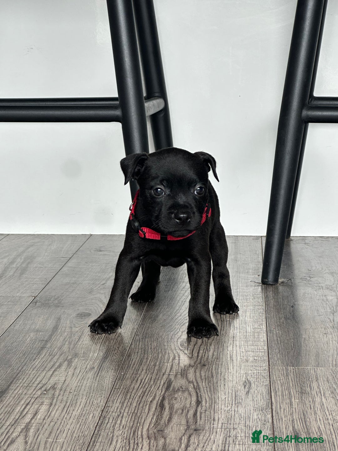 Staffordshire Bull Terrier dogs for sale: 🔥 Stunning Staffordshire Bull Terriers 🔥 - Image 24