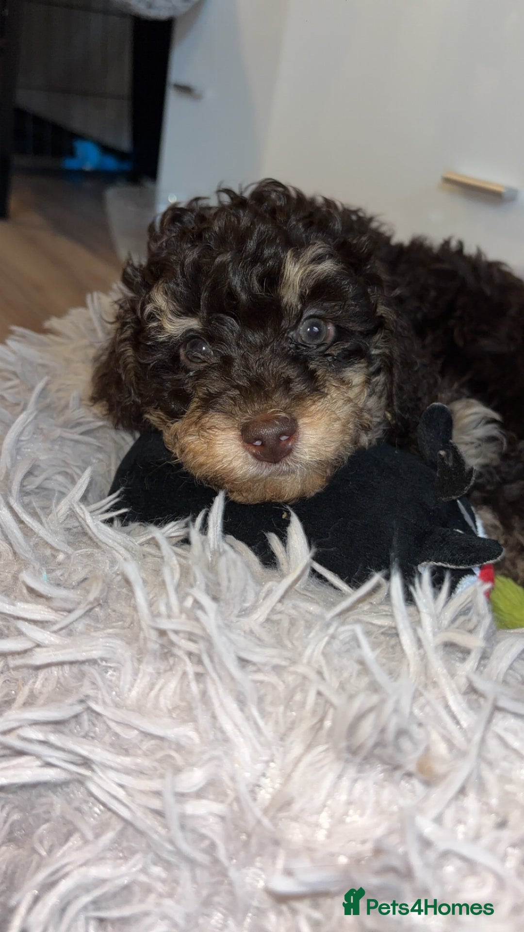 Cockapoo dogs for sale: Beautiful F2B Toy Cockapoo Puppies - Advert 24