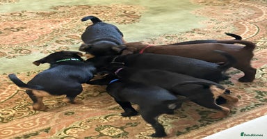 Patterjack dogs - Advert 5