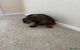 Dachshund dogs for sale: Adorable dachshund puppies - Image 4