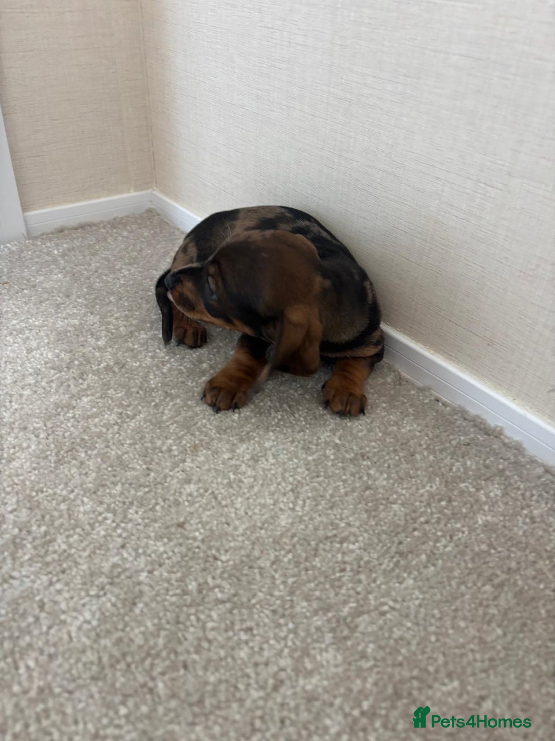 Dachshund dogs for sale: Adorable dachshund puppies - Image 4