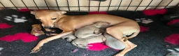 Italian Greyhound dogs for sale: Italian Greyhound Male in Craigavon - Advert 4