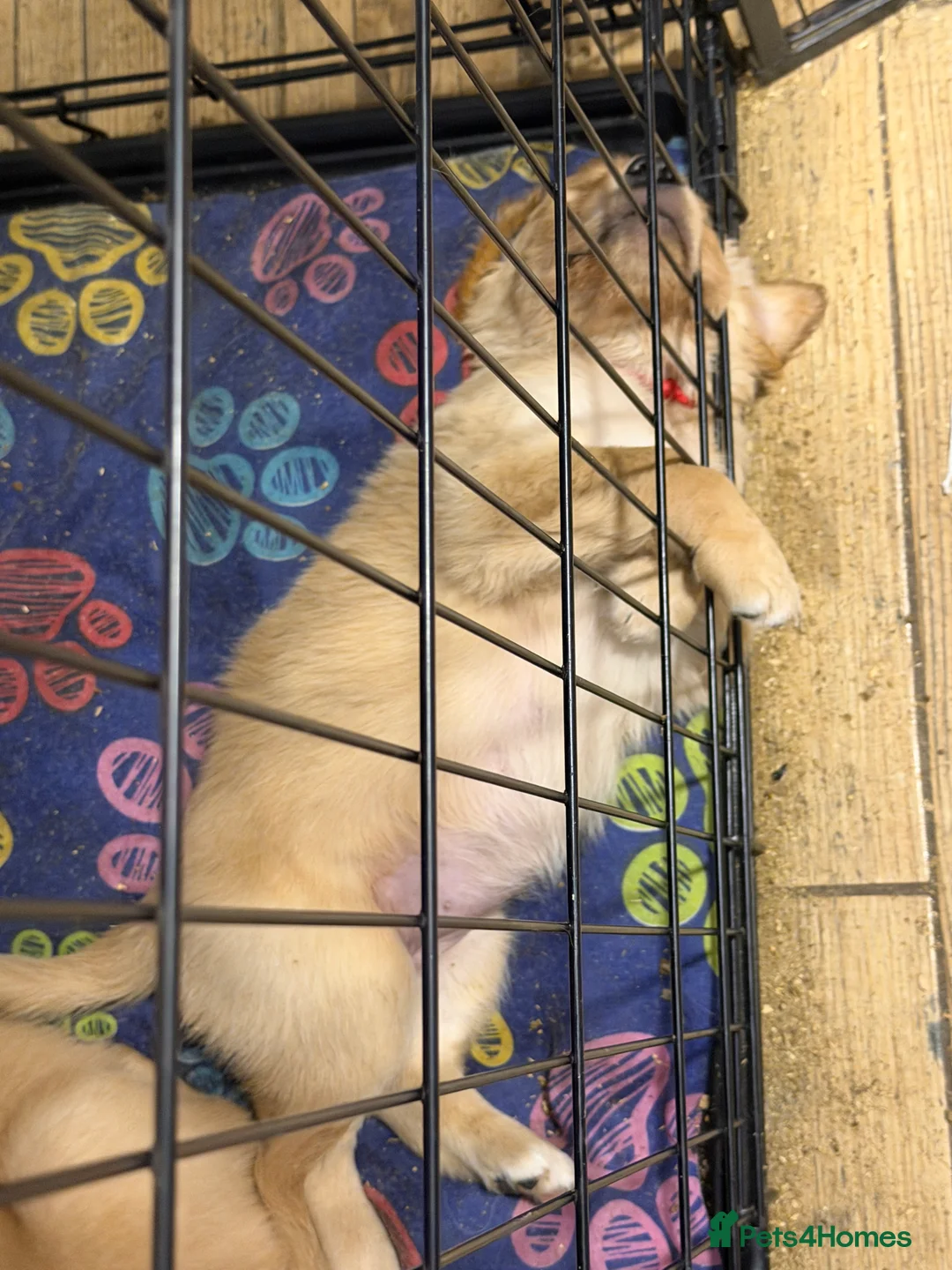 Golden Retriever dogs for sale: Beautifully Coloured Golden Retriever Puppies - Advert 14