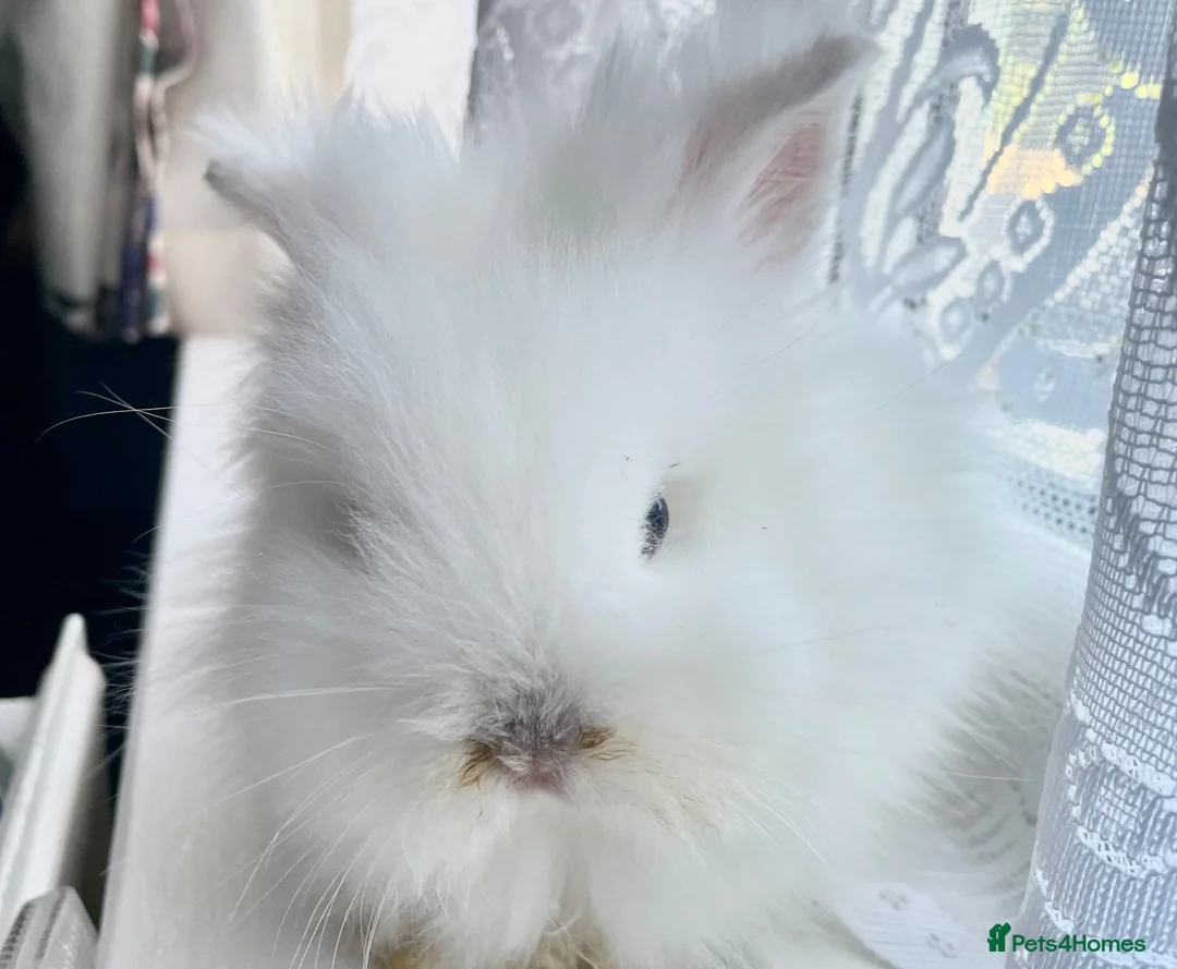 Lionhead rabbits for sale: Gorgeous PureBred DM Lionheads 💗💙 - Advert 6