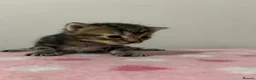 Mixed Breed cats for sale: Gorgeous Kittens  - Advert 2