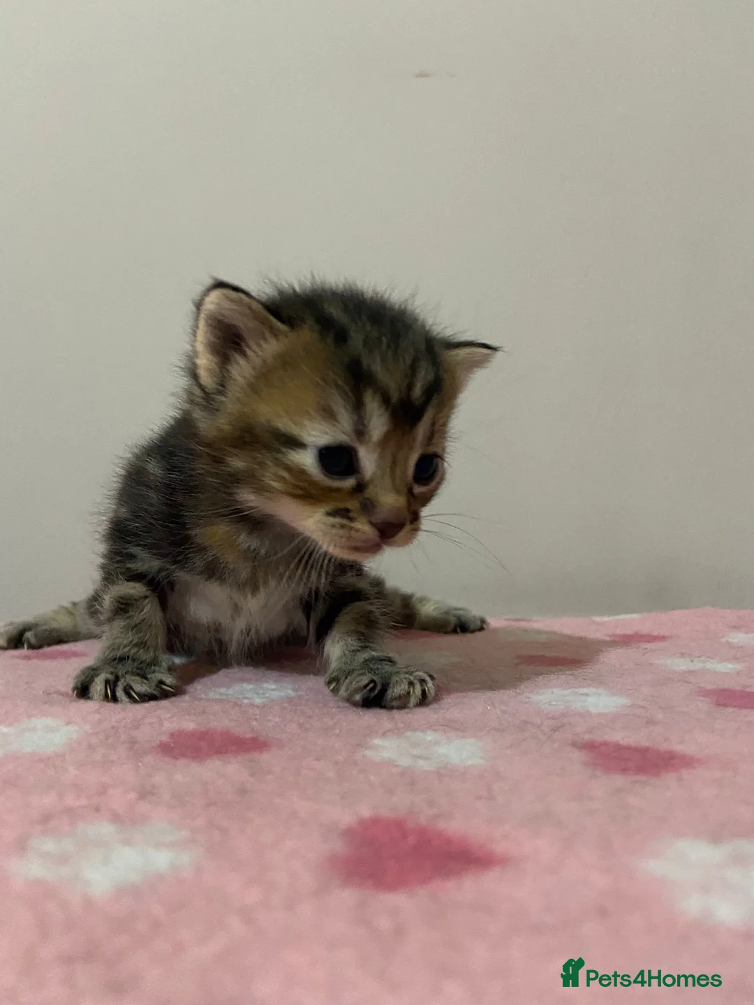 Mixed Breed cats for sale: Gorgeous Kittens  - Advert 2