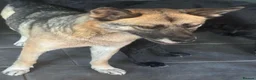 Mixed Breed dogs for adoption: Gorgeous Emilia ready for a new home! - Advert 16