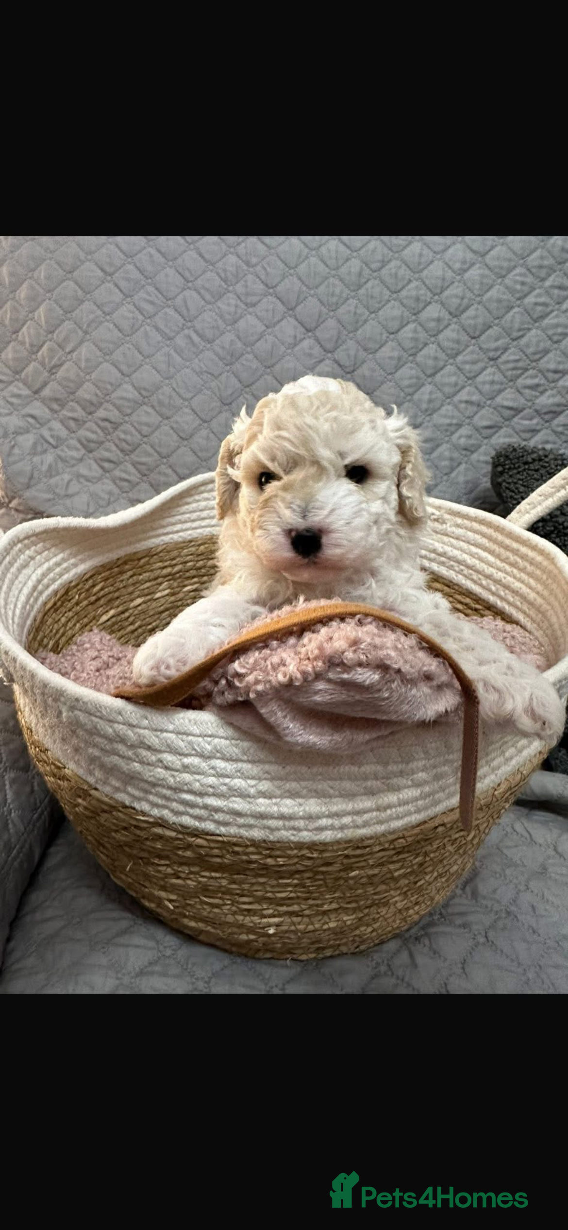 Mixed Breed dogs Beautiful Cavapoochons - Advert 1