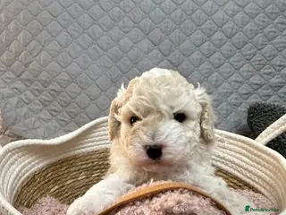 Mixed Breed dogs Beautiful Cavapoochons - Advert 1