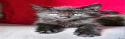 Mixed Breed cats for sale: Maine coon x Bengal  in Maybole - Advert 23