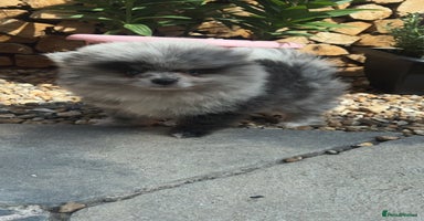 Pomeranian dogs - Advert 2