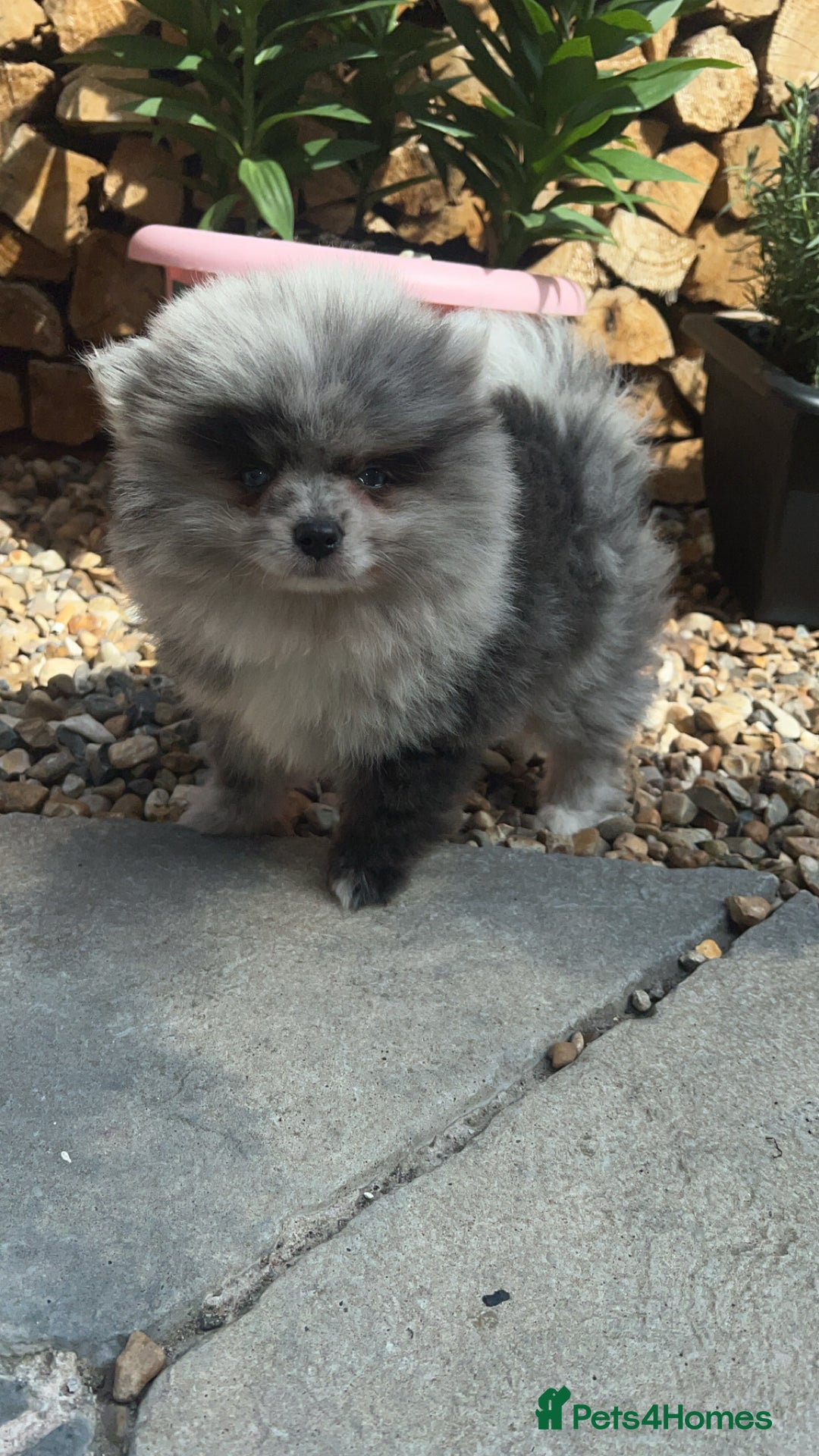 Pomeranian dogs for sale: ‼️💙QUALITY TEDDY BEAR MEARLE POMERANIAN💙 ‼️ - Image 6