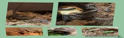 Tortoise reptiles for sale: Horsefield tortoises  - Advert 4