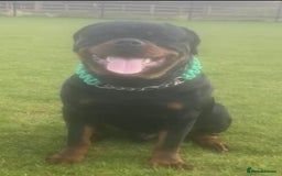 Rottweiler dogs for stud: Black Trovants Champion bloodline Rottweiler stud - Image 2