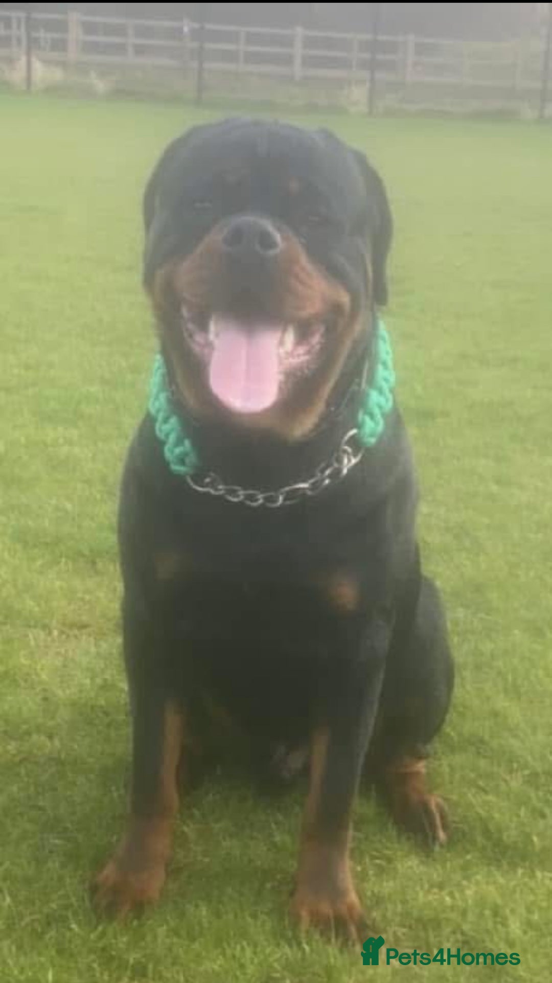 Rottweiler dogs for stud: Black Trovants Champion bloodline Rottweiler stud - Image 2
